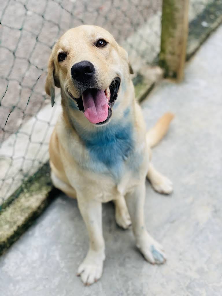 Puppy's first grooming