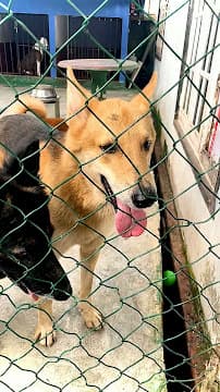 Happy ending to a grooming session