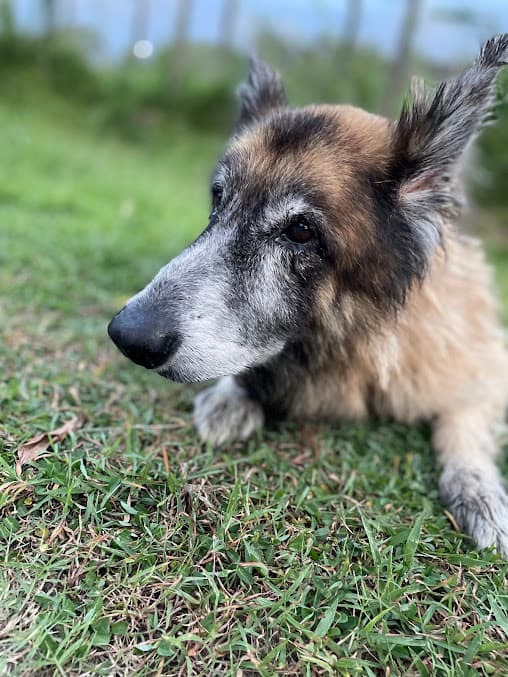Autumn leaves frolic