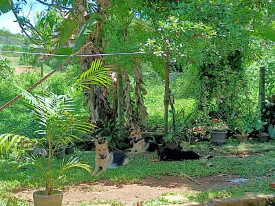 Playful pups in the park