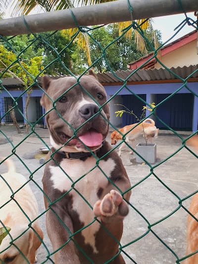 Rocky's morning walk