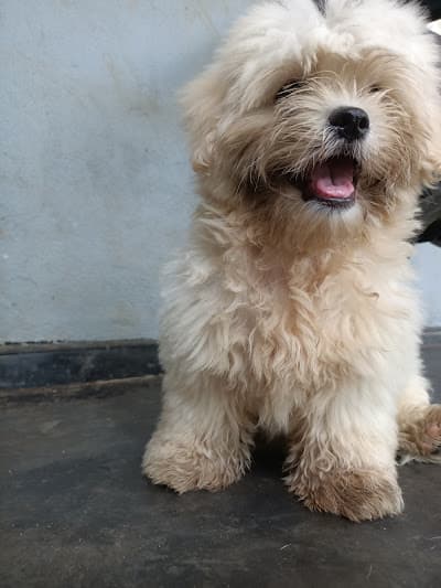 Whiskers loves his scratching post