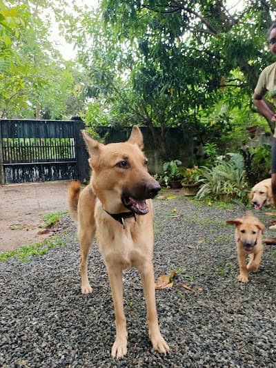 Product showcase display