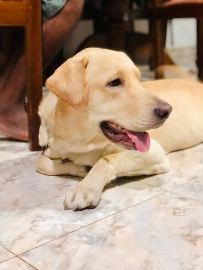 Grooming day with Charlie