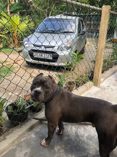 Interactive treat dispenser in action